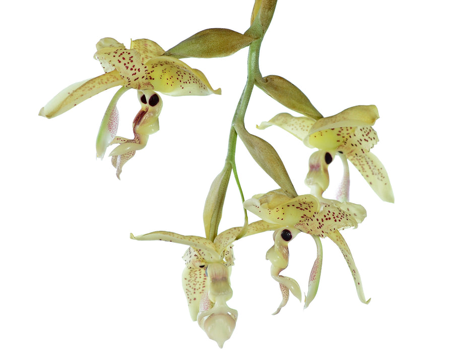 Stanhopea oculata