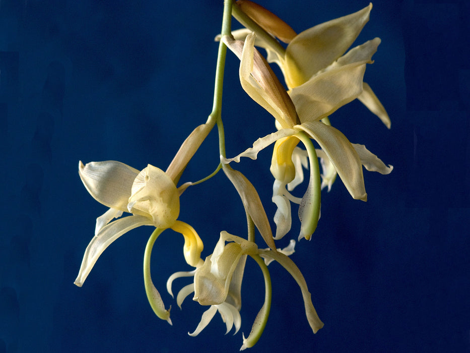 Stanhopea panamensis