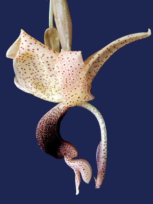 Stanhopea platyceras