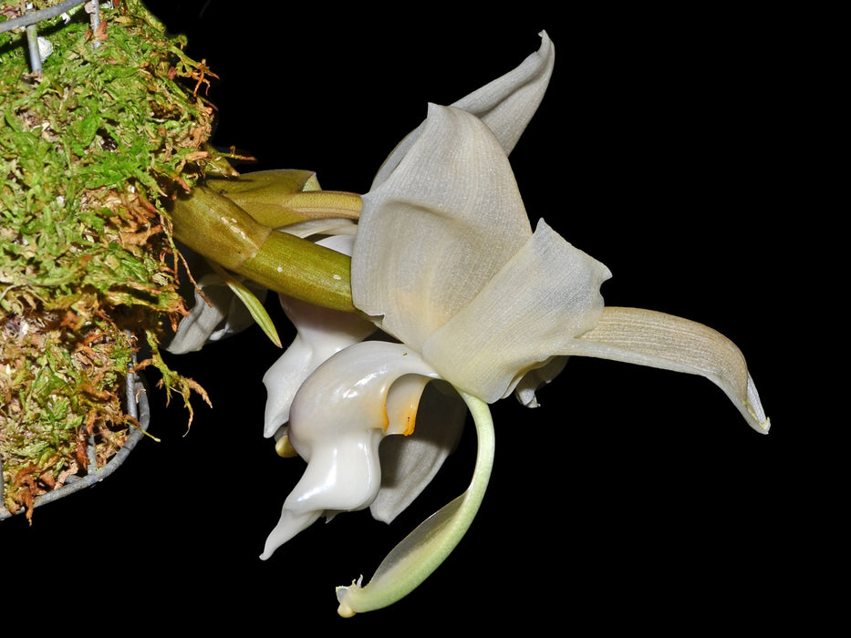 Stanhopea reichenbachiana