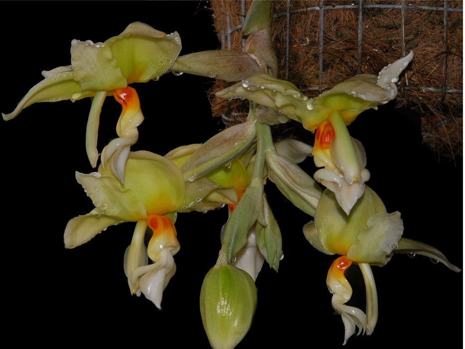 Stanhopea ruckeri