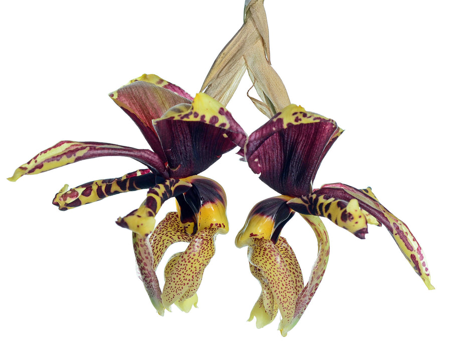 Stanhopea tigrina