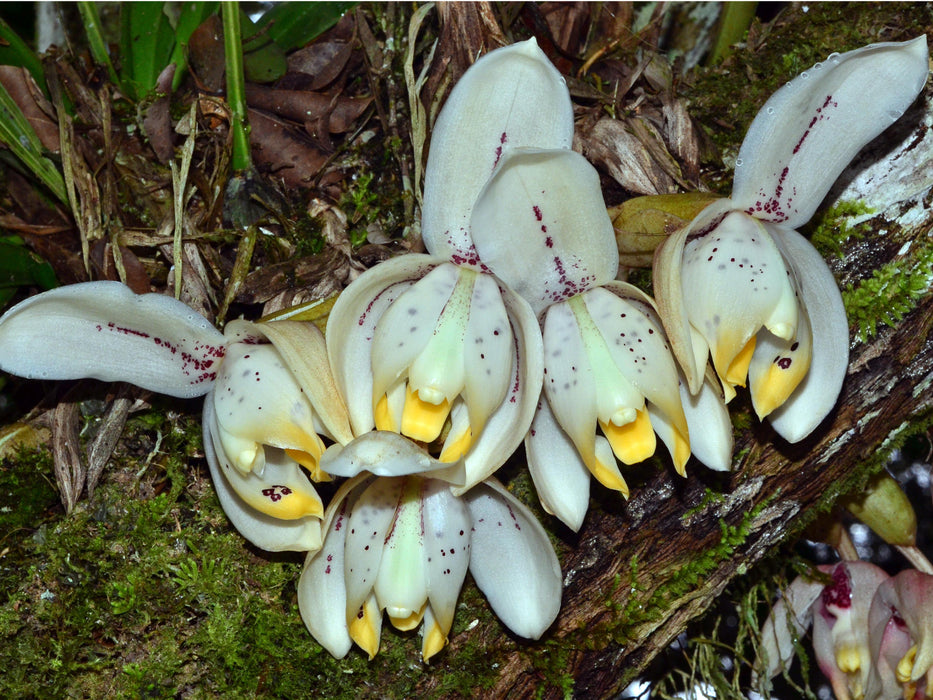 Stanhopea tricornis