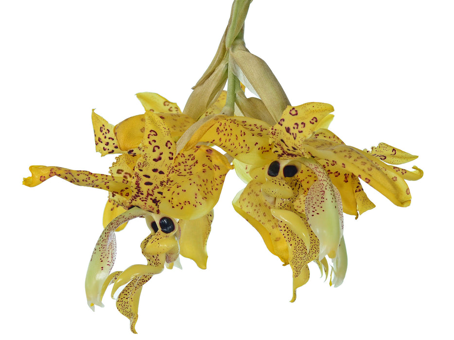 Stanhopea wardii