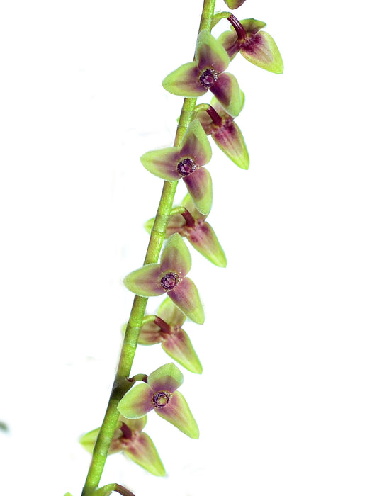 Stelis acaroi