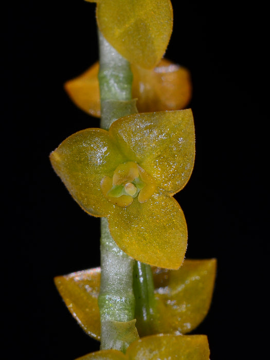 Stelis aperta