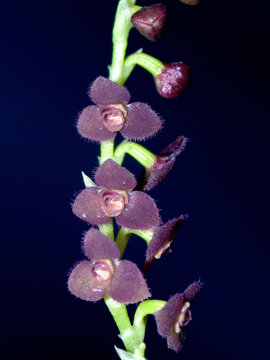 Stelis aprica