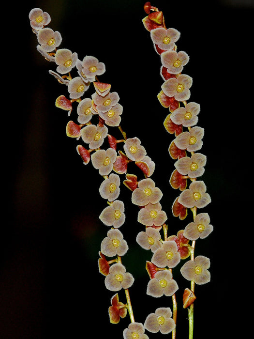 Stelis argentata 'Ecuagenera'