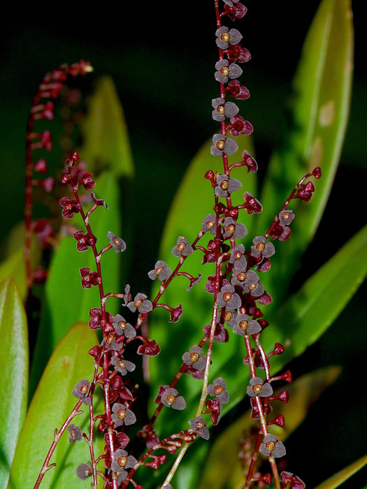 Stelis atroviolacea