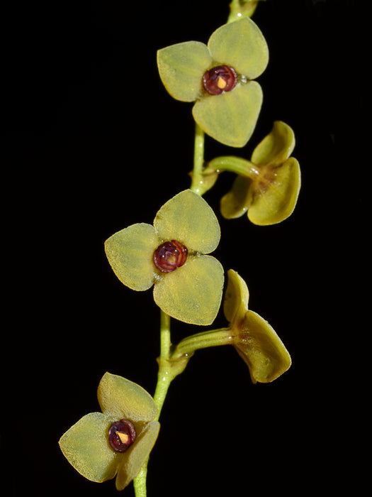 Stelis azuayensis