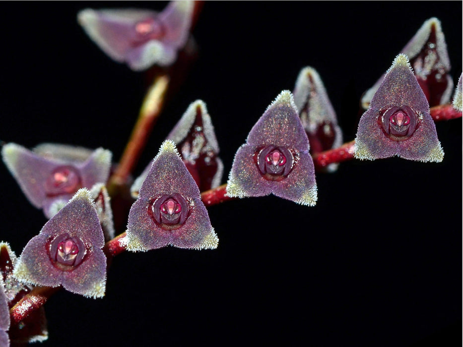 Stelis benzingii