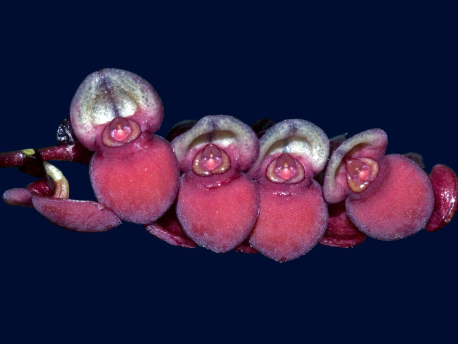 Stelis bivalvis