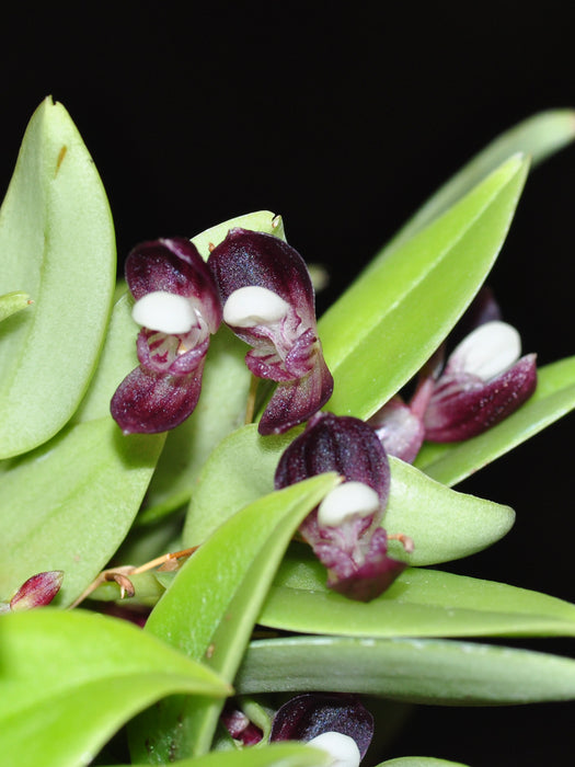 Stelis carnosilabia