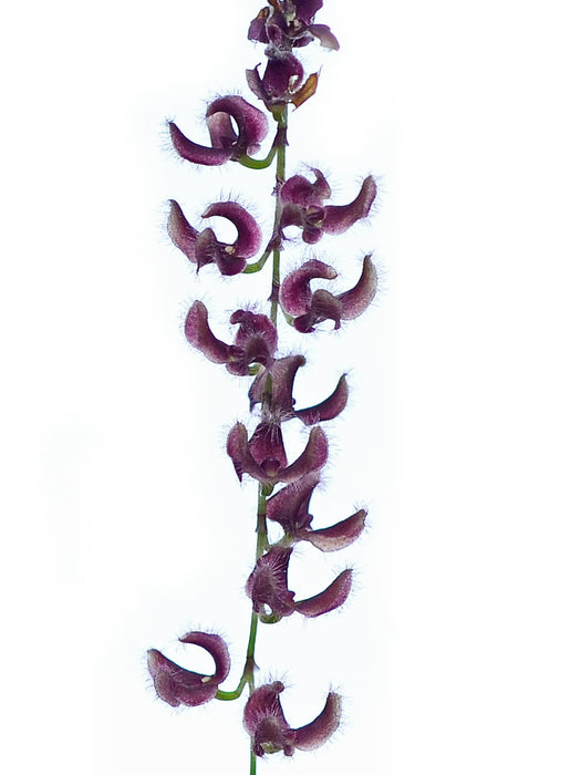 Stelis ciliaris