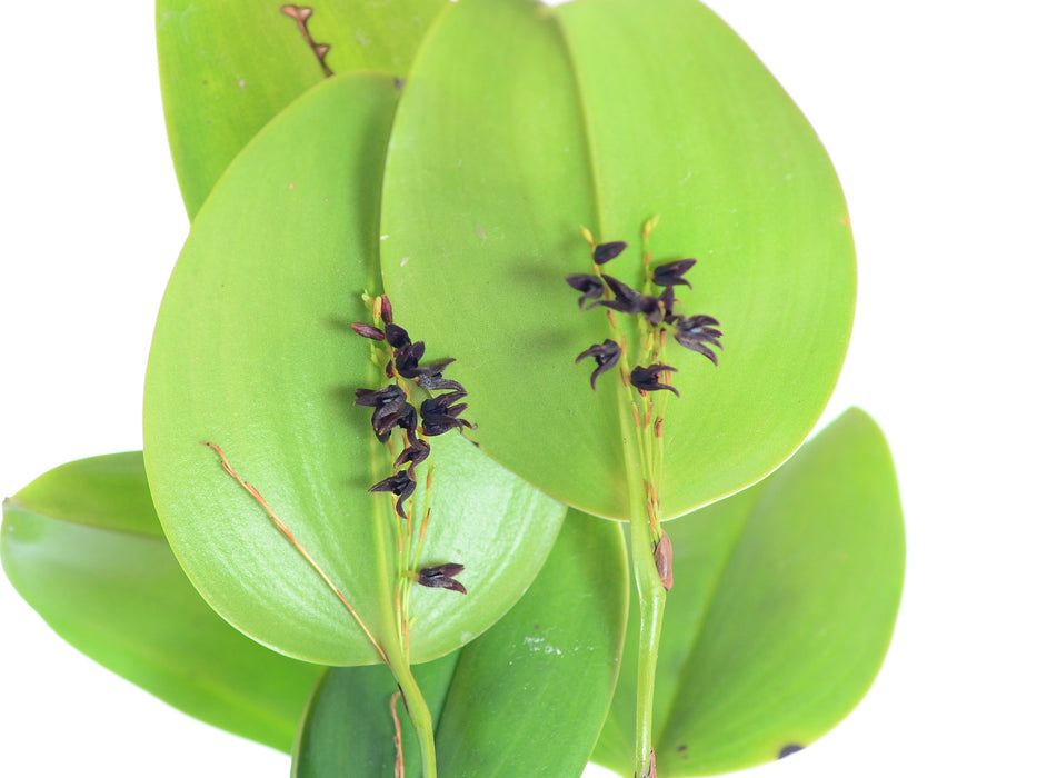 Stelis cocornaensis