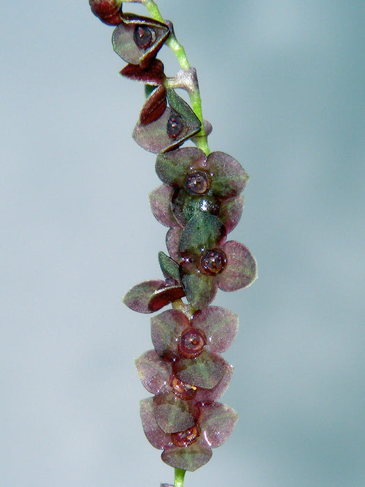 Stelis congesta