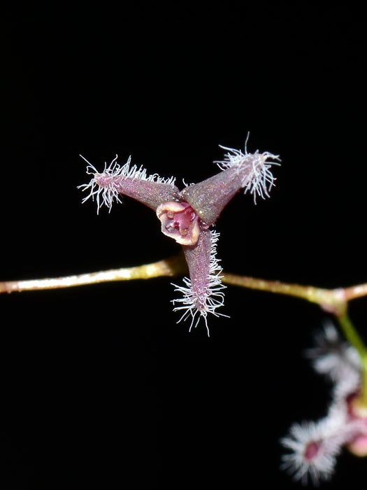 Stelis concinna