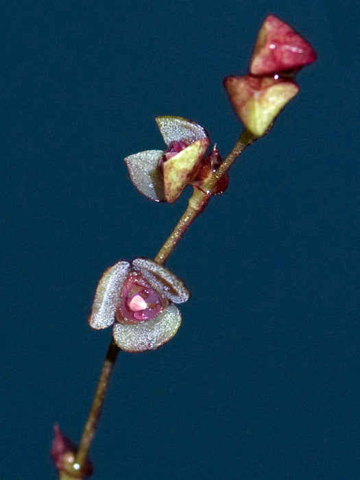 Stelis debilis