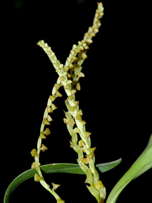 Stelis disticha