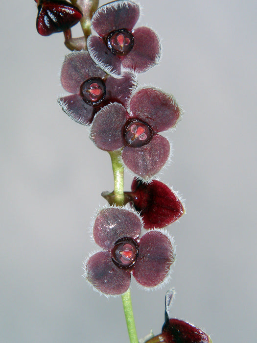 Stelis eublepharis