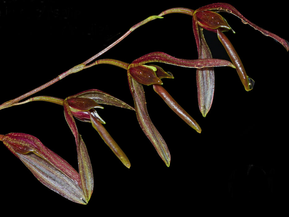 Stelis excelsa