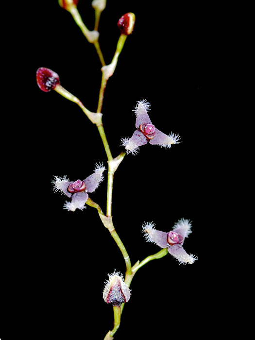 Stelis flexuosissima