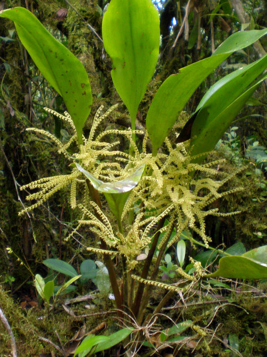 Stelis gelida