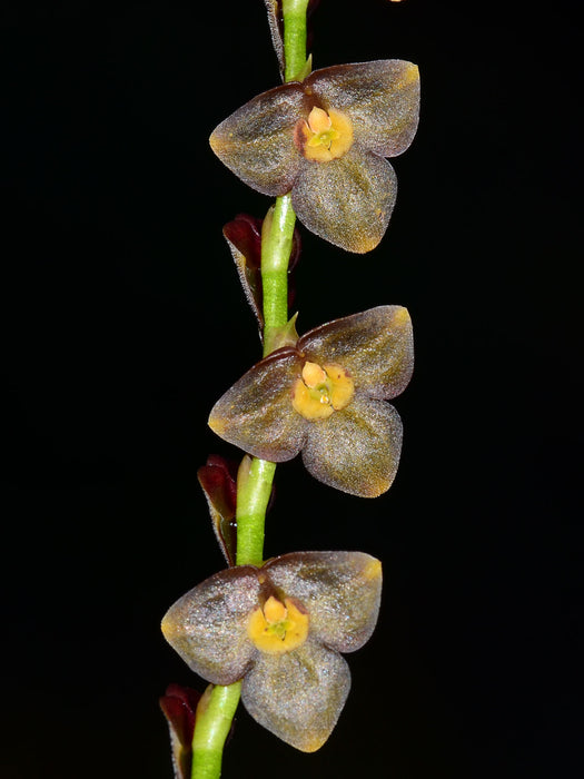 Stelis genychila