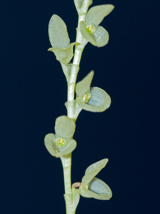 Stelis guatemalensis