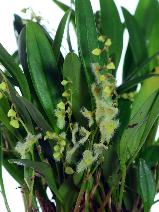 Stelis guianensis var María