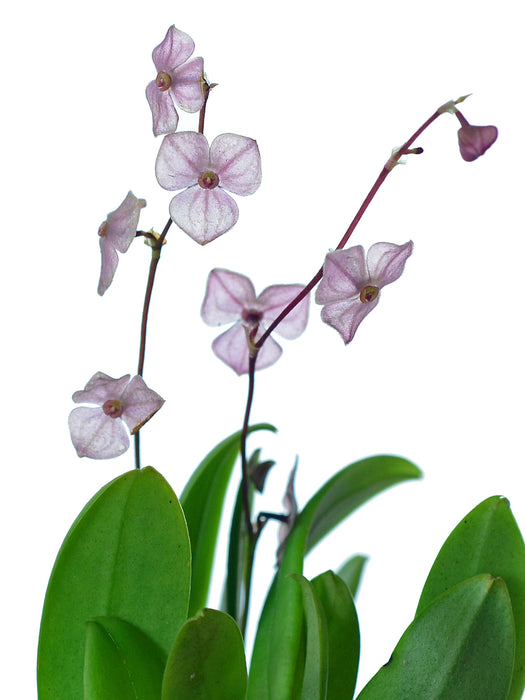 Stelis guianensis