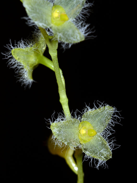 Stelis hirtella