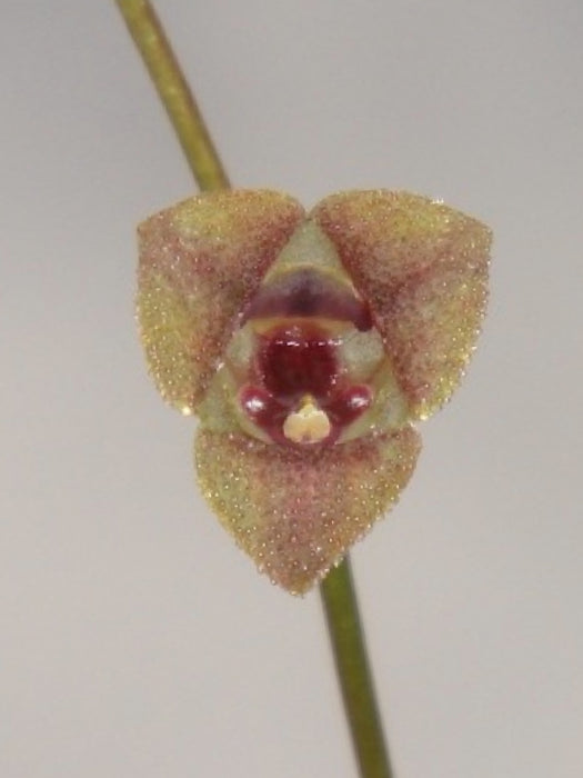 Stelis hirtzii