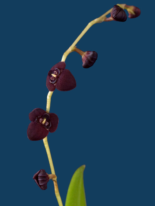 Stelis impostor