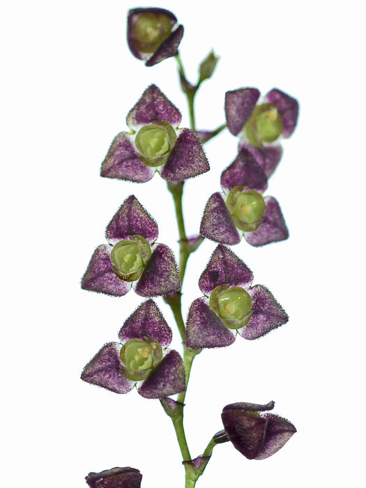 Stelis jamesonii