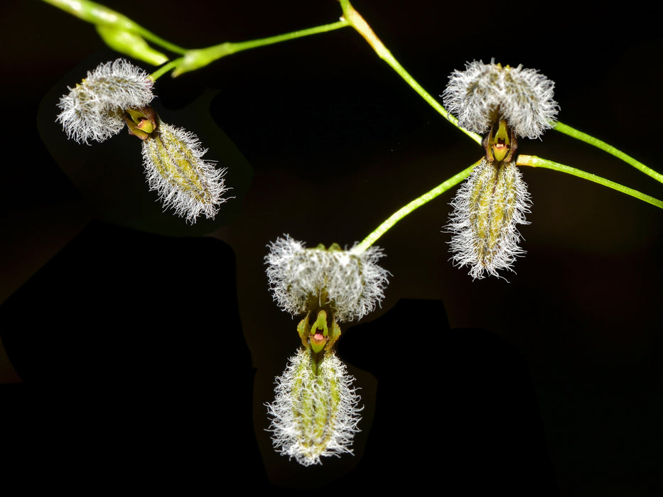 Stelis kefersteiniana #2