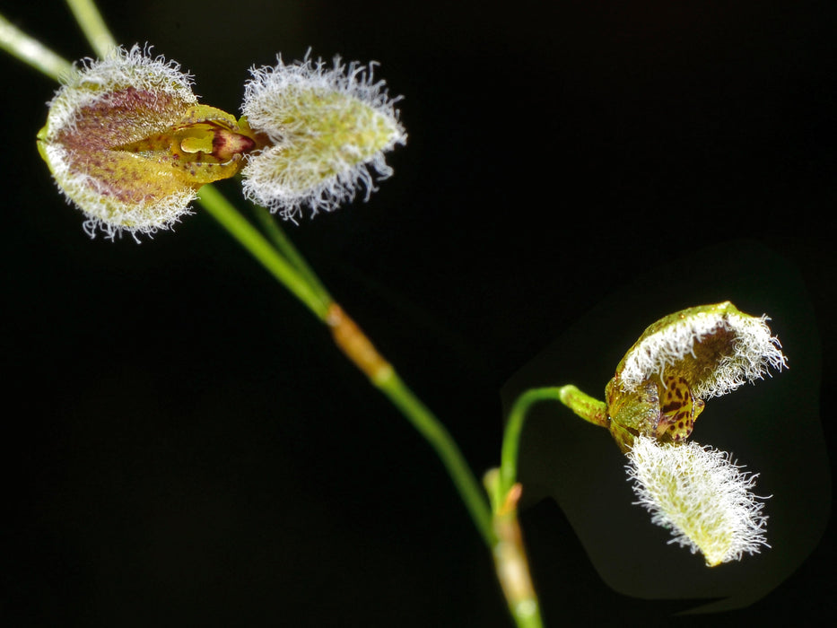 Stelis kefersteiniana #3