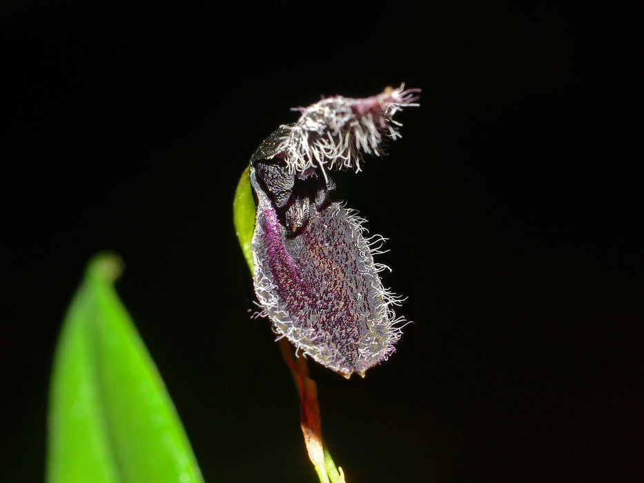 Stelis kefersteiniana black