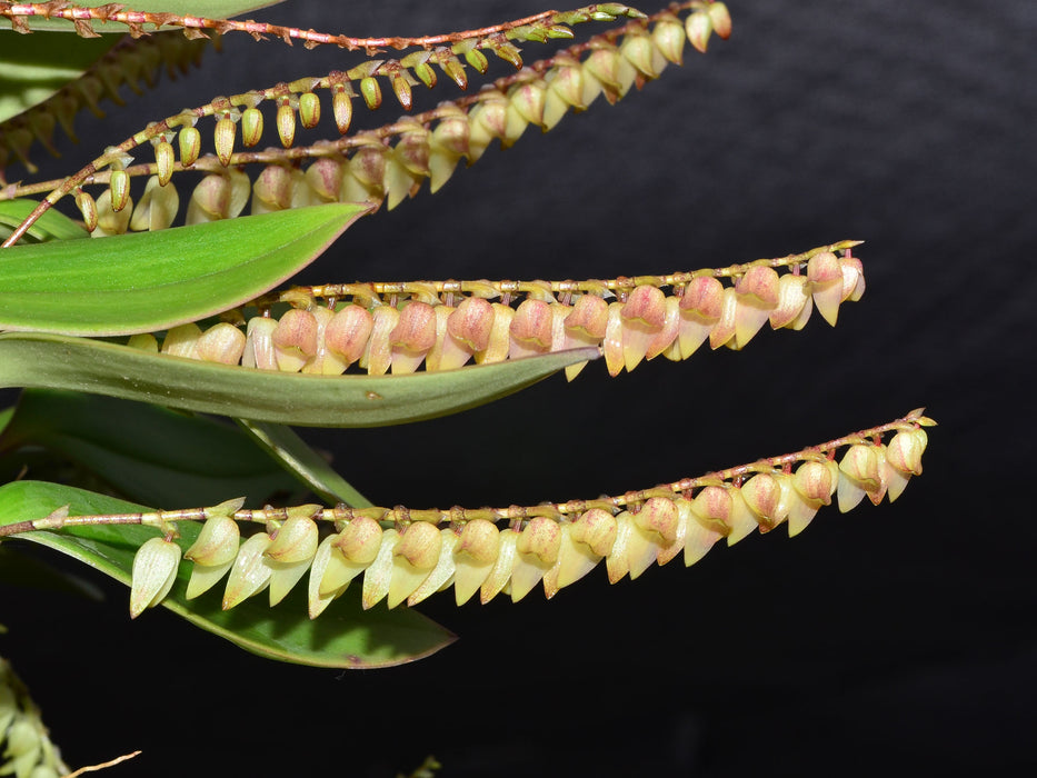 Stelis langlassei