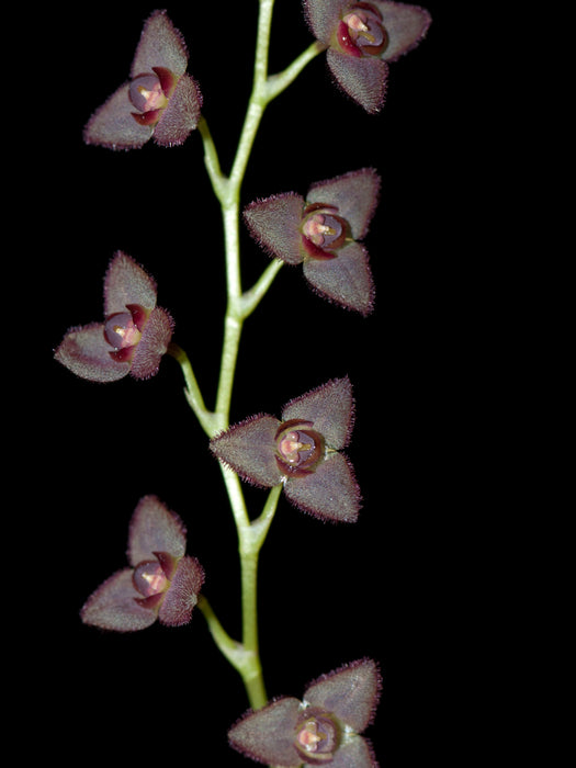 Stelis lentiginosa