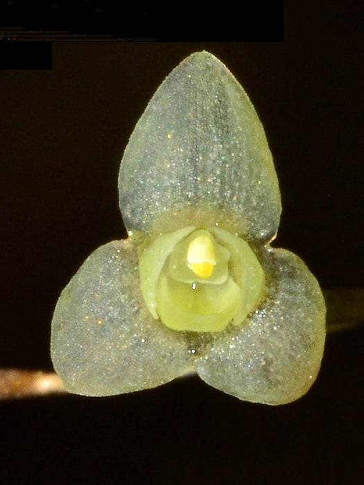 Stelis majorella