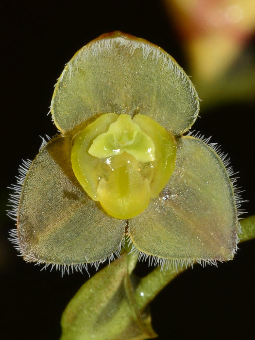 Stelis major