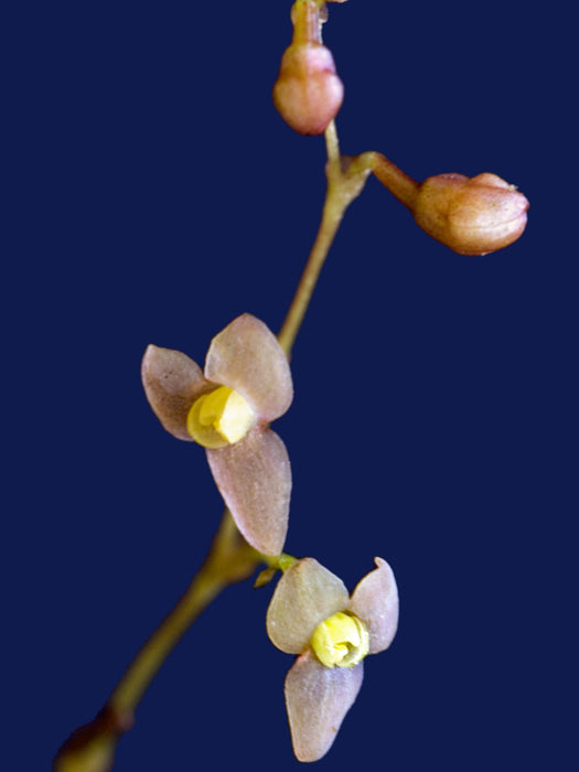 Stelis maloi