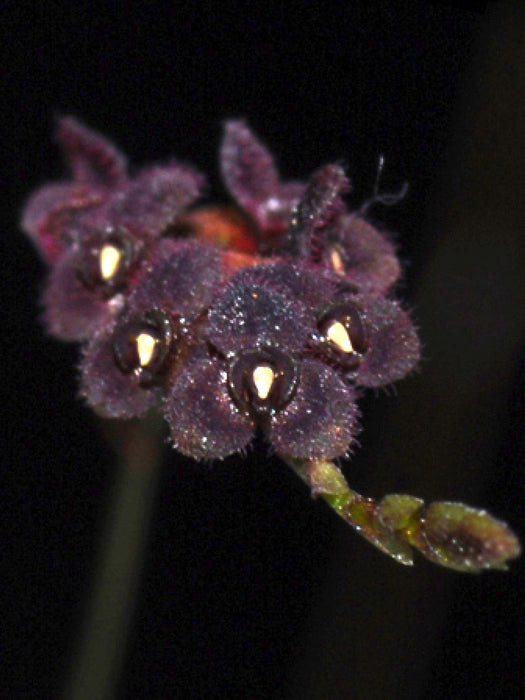 Stelis microchila