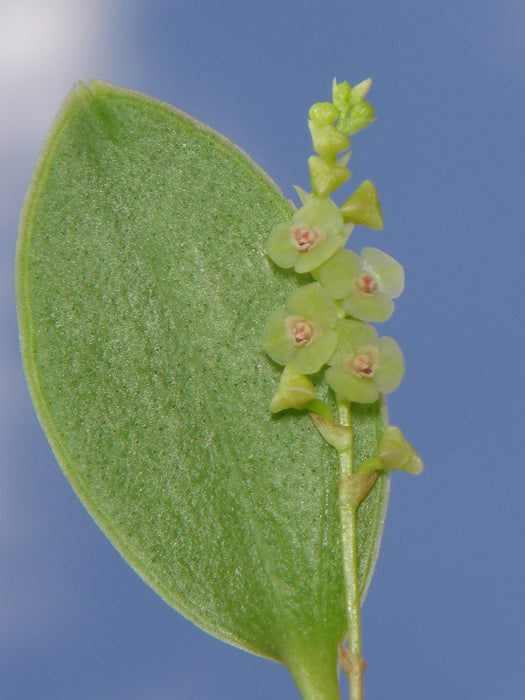 Stelis morganii