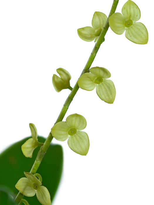 Stelis nanegalensis