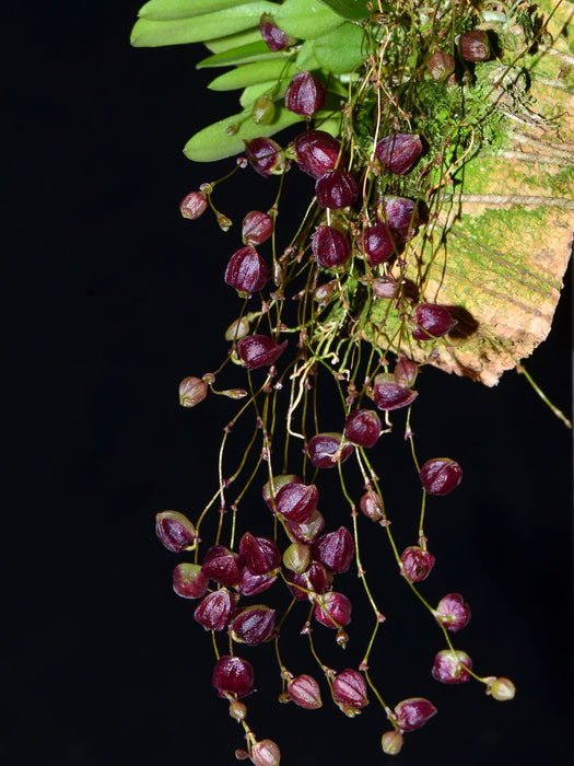 Stelis nycterina