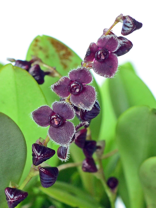 Stelis oblonga