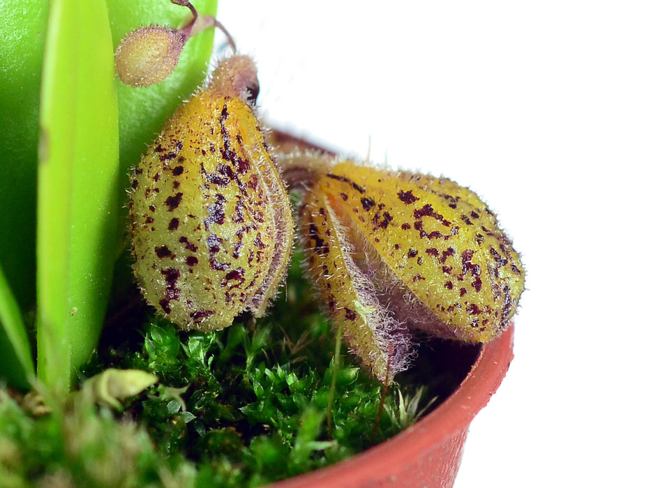 Stelis oscargrouchii