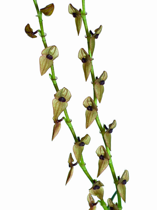 Stelis pelycophora